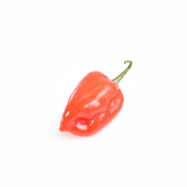 Frische Chili roter Habanero, 200g